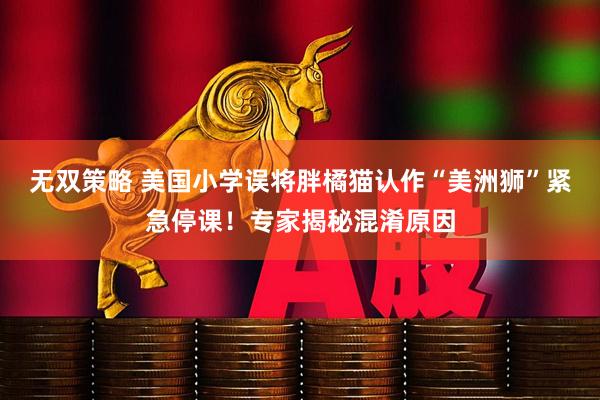 无双策略 美国小学误将胖橘猫认作“美洲狮”紧急停课！专家揭秘混淆原因